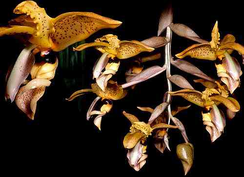 Stanhopea wardii